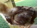Biddies 2 weeks old