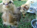 Biddies 2 weeks old