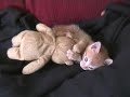 gatitos anaa 1