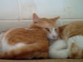 GATITOS ANAA 1
