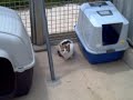 gatitos anaa 1