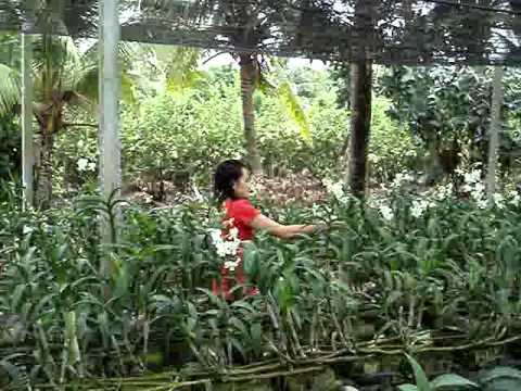 how to harvest orchids