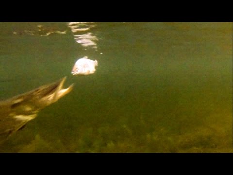 как атакует щука видео под водой как атакует щука видео под водой
