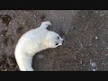 Woman feeding baby seal