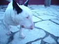 Kasum, Bull Terrier! Kasum, Bull Terrier!