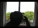 trailer los pajaritos savia joven