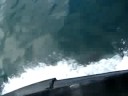 dolphin dolphin