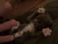 gato!! aaaarriba las manos