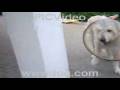 videos de Baloo My Immortal