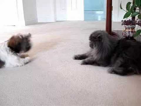 BLUE PERSIAN