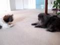 Shih Tzu puppy Lacey and Blue Persian cat Lexi going at it