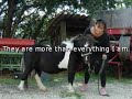 Poneys qui sautent
