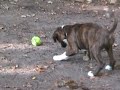boxer 9 weken