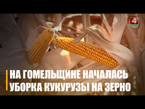 Аграрии всех районов Гомельщины приступили к уборке кукурузы на зерно видео