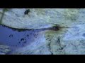acqua sulfurea acqua sulfurea