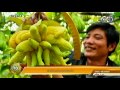 ตอน ตรุษจีนญวน vs ซอลลัล (7 ก.พ.59) ตอน ตรุษจีนญวน vs ซอลลัล (7 ก.พ.59)