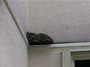 Raccoon 2