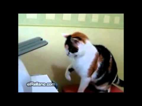 Cat vs Printer - The Translation