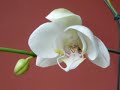 Floração Registrada