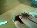 Psalmopoeus irminia L4 handling