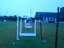 staffordshire-bull-terrier-corss-american-bulldog-flyball.html