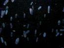 Bioluminescent jellyfish (1/2)