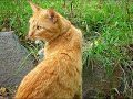 Ashfur x Squirrelflight x Whitewing - Should\