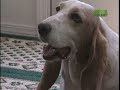 Breed All About It - Basset Hound