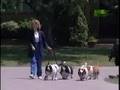 Breed All About It - Basset Hound