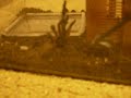 defensive P. irminia