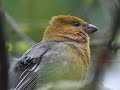 Pine Grosbeak - Pinicola enucleator