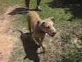 Esse banho de lama foi no primeiro Dog Trecking na Varzea-Recife.Danna mostrando que existe vaiadade nos caes.kkkkkkkkkkkkkkkE mostra tambem que pitbulls sao caes normais como qualquer outro, sendo cuidado da forma correta. E claro!Violentos sao os donos que nao sabem criar.Olhem... Voce acha mesmo que essa cadela e violenta? Fala serio! Uma criatura docil e brincachona!