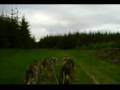 6-dog sled dog team training run
