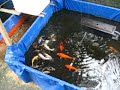Jog Fish Pond - Episode 13 (koi feeding) Jog Fish Pond - Episode 13 (koi feeding)