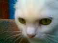 Маленькие котики .3g