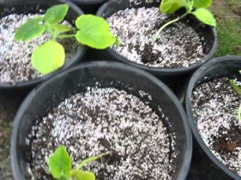 how to transplant pumpkin seedlings