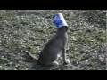 Click here to watch this video TELL ME WHAT YOU SEE