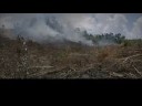 BOS Orangutan donation