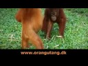 BOS Orangutan donation