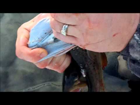 how to properly gut a trout