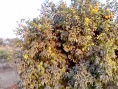 how to fertilize through a drip irrigation system