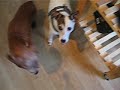 Klaus the Dachshund is a rat b @s!@rd
