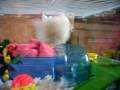 videos de !!harry the flying hamster!!
