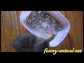 Cute duckling eating fish 