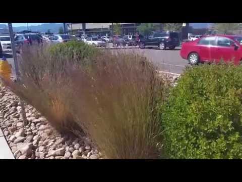 Little Bluestem, a Fantastic Ornamental Grass for Colorado