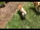 Shiba Inu Play Date Shiba Inu Play Date
