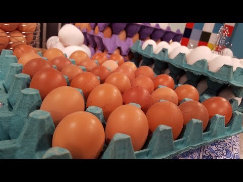 Todo sobre la producción de huevos