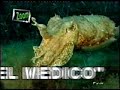 Ustica Ustica