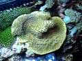 Scroll coral (Turbinaria reniformis)
