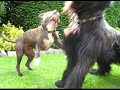 AmStaff vs. Briard AmStaff vs. Briard